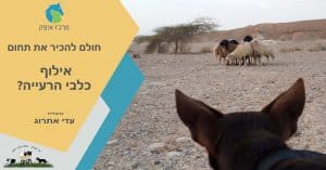 אילוף כלבי רעייה מרכז אופק