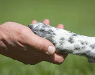 טיפול בעזרת כלבים