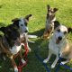 טיפול בסיוע כלבים כלבנות טיפולית