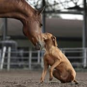 טיפול בעזרת בעלי חיים - כלבנות טיפולית | רכיבה טיפולית