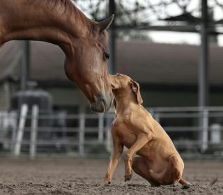 טיפול בעזרת בעלי חיים - כלבנות טיפולית | רכיבה טיפולית